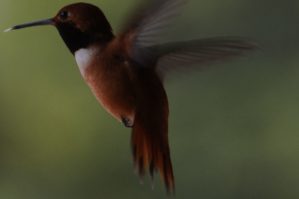 Hummingbird 